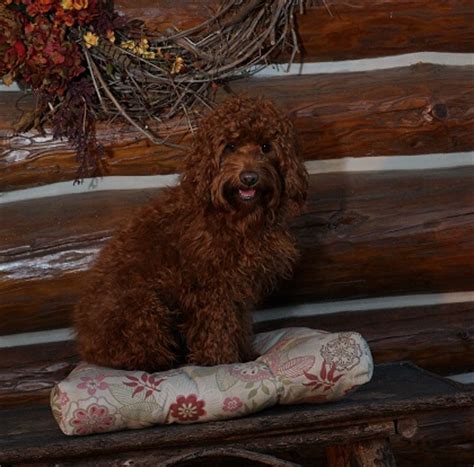 Adopt a dog or adopt a cat and you'll have a friend for life. Wisconsin Australian Labradoodle Breeder | The Labradoodle ...