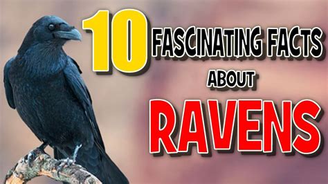 10 Fascinating Facts About Ravens Youtube