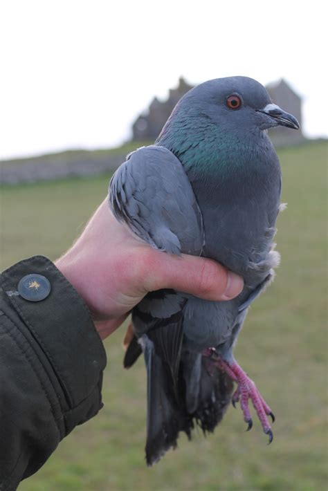 A Wild Pigeon Chase British Ornithologists Union
