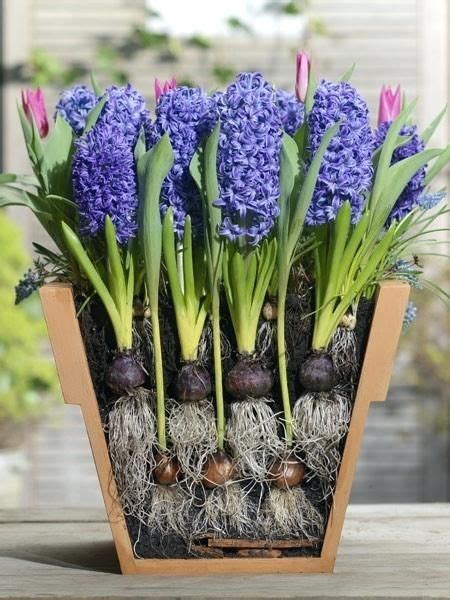 Perhaps you've dug a bed and found some mystery bulbs, or maybe you forgot to label bulbs before storing them. plant bulb identification guide different planted bulbs in ...