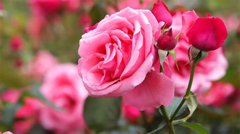 Rose Buds And Pink Flower With Leaves 4k 5k Hd Flowers Wallpapers Hd