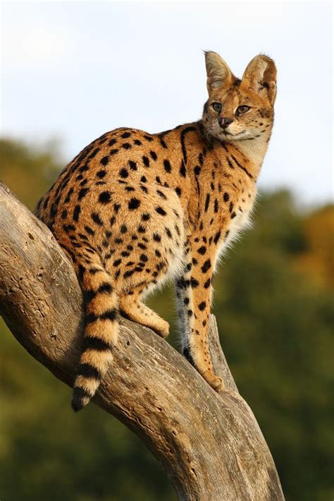 African Big Cats For Sale Cat Meme Stock Pictures And Photos