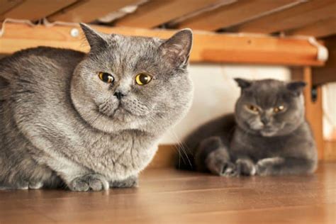 British Shorthair Cat Breed Information Images Characteristics Health