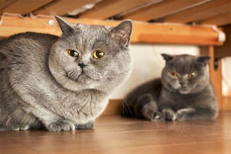 British Shorthair Cat Breed Information, Images, Characteristics, Health
