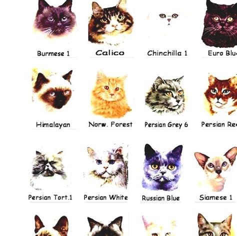 List Of Cat Breeds Cat Breads