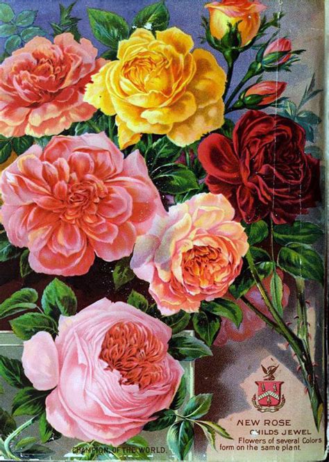 Vintage Antique Roses Posters61 Item Joy Design Studio
