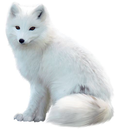 Arctic Snow Fox Png Image Purepng Free Transparent Cc