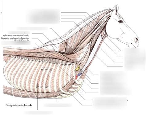 Middle Layer Of Equine Neck Muscles Diagram Quizlet