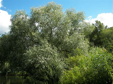 Die bunte weide ist ein aus ostasien stammendes in deutschland 'tristis': File:Salix alba 018.jpg - Wikipedia