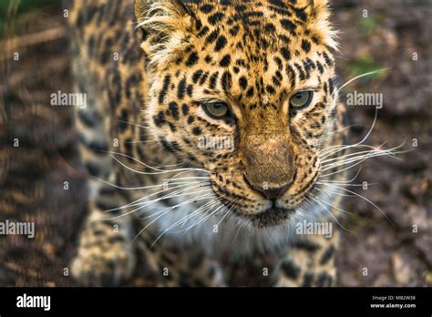 Amur Leopard Panthera Pardus Orientalis A Leopard Subspecies Native