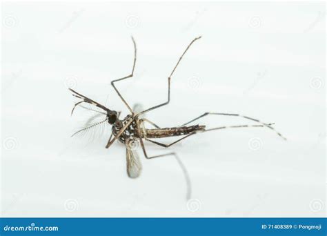 Macro Of Mosquito Aedes Aegypti Isolated On White Backgroun Stock