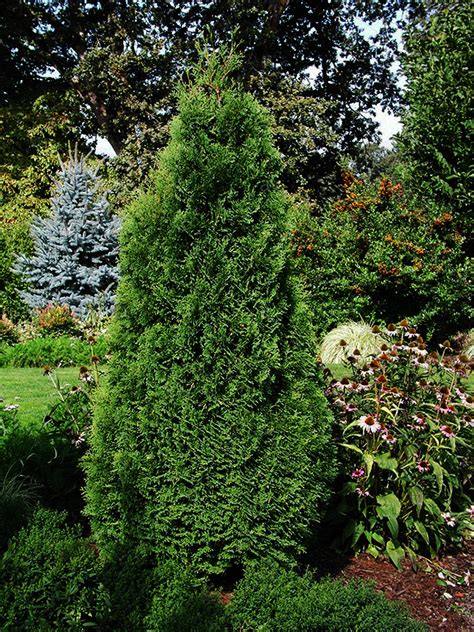 There are different language groups, but we all have cultural cedar. Holmstrup Arborvitae For Sale Online | The Tree Center
