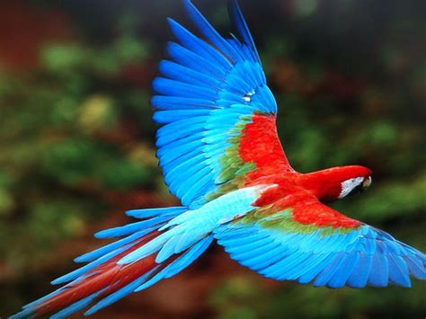 Paradise Parrot Colorful Parrots Parrot Flying Parrot