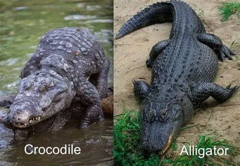 8 Important Difference Between Alligator And Crocodile With