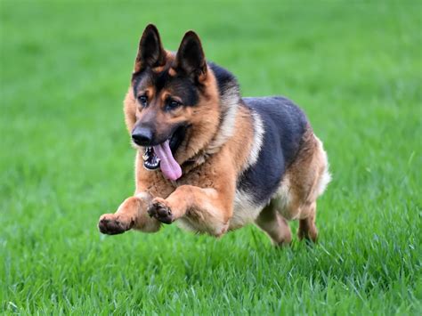 How To Treat German Shepherd Itching Causes And Treatment
