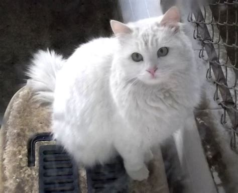 Beautiful White Turkish Angora Cat