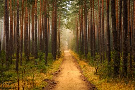 3840x2160 3840x2160 Path Forest Trees Wallpaper  2082 Kb