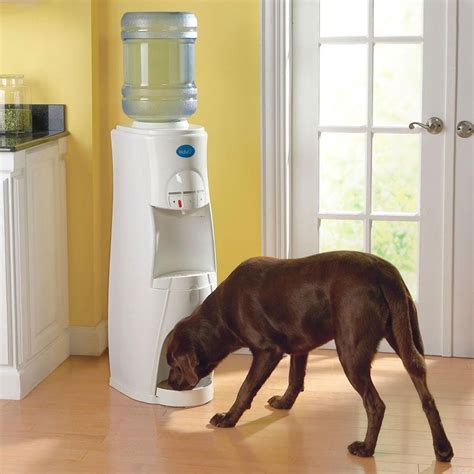 Hduo Water Dispenser For People And Pets Cool Pets Dogs Dog Water