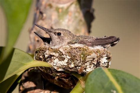 15 Amazing Baby Hummingbird Facts And Pictures Birds And Blooms
