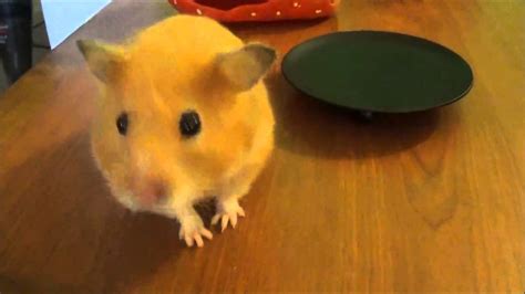 Cute Hamster Dance Youtube