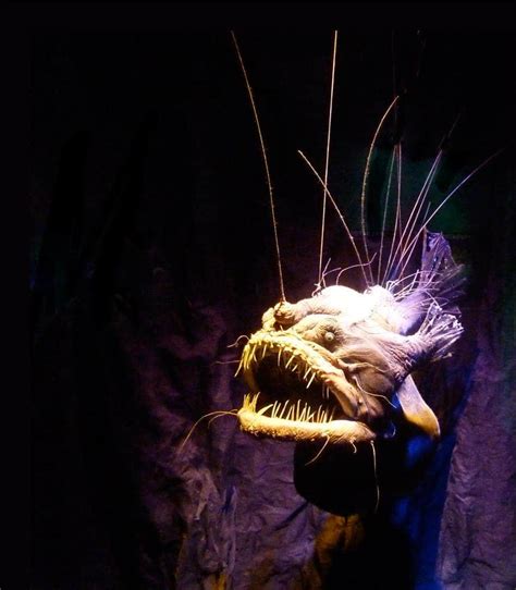 Meet The Anglerfish The Most Famous Deep Sea Monster