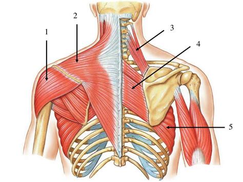 Ppt Unlabeled Pictures Pectoral Girdle And Upper Extremity Powerpoint