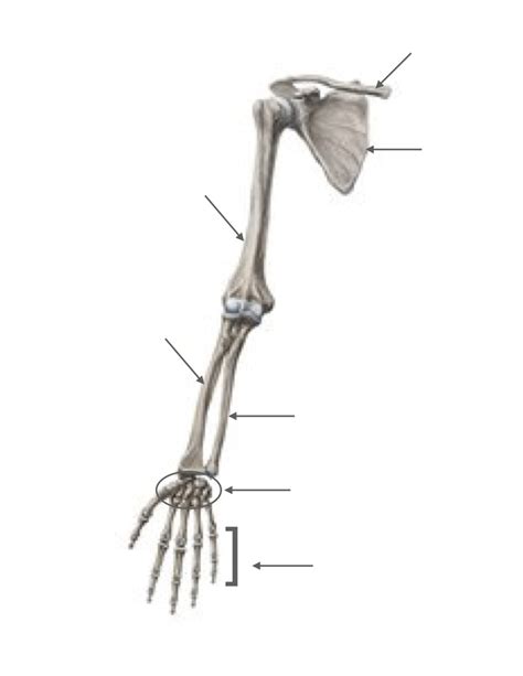 Upper Limb Bone Diagram Diagram Quizlet