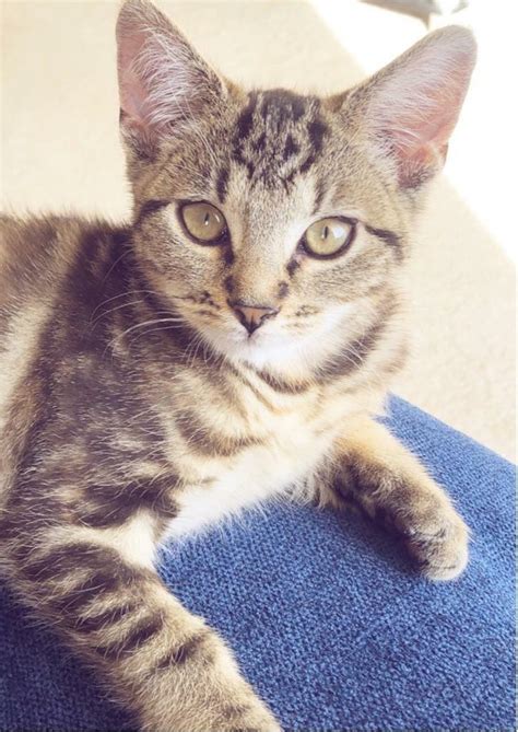 Female Tabby Kitten For Sale In Coventry West Midlands Gumtree