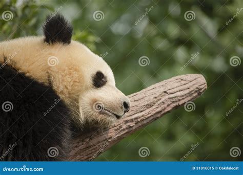 Giant Panda Bear Sleeping On A Branch Close Up Stock Image Image Of