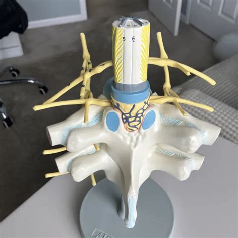 HUMAN THORACIC SPINAL Cord Spinal Nerve Sympathetic Trunk Model With Base PicClick