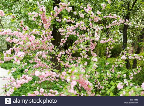 Wild Rose Bush Blooming Pale Pink Flowers Stock Photo Alamy