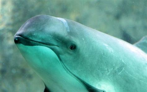 Vaquita Marina Qué Es Características Hábitat Reproducción Nutrición