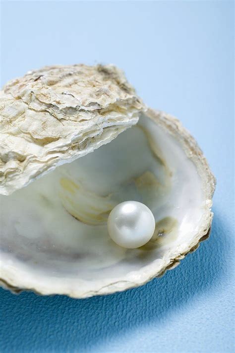 Pearl In Oyster Shell License Images 961687 Stockfood
