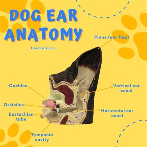 Anatomy Of A Dogs Ear Linkin Bark