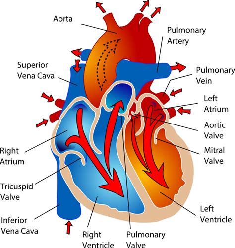 Heart Human Body Anatomy Diagram Vein Png Clipart Anatomy Area Images
