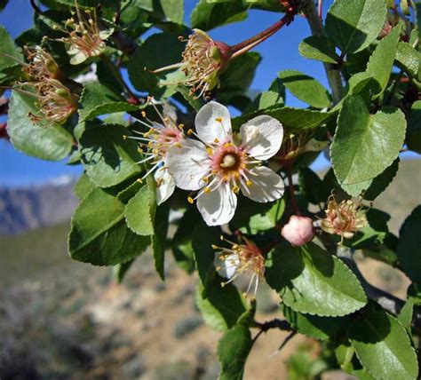 Desert Apricot A Rare Treat For The Cahuilla People