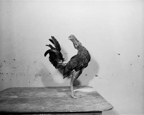 The Brutal World Of Cock Fighting Photos