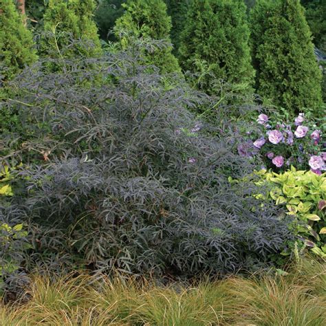 Black Lace Sambucus Spring Meadow Wholesale Liners Spring Meadow