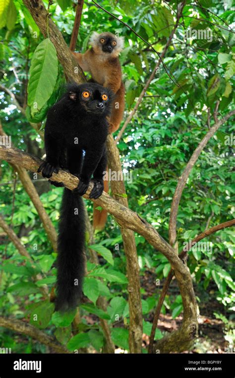 Black Lemur Eulemur Macaco Macaco Male And Female Lokobe Nature