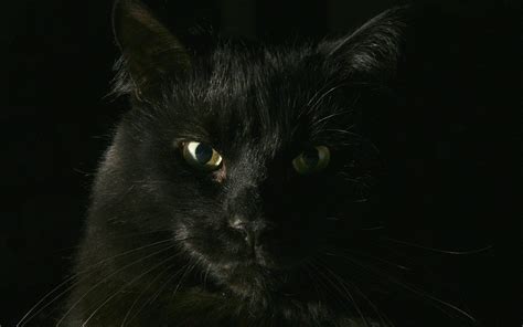 50 Black Cat Wallpaper For Computer On Wallpapersafari