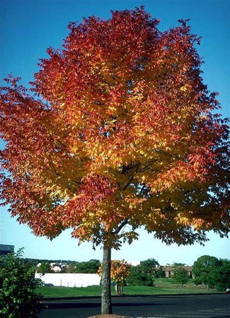 Beechwood Landscape Architecture And Construction Autumn Purple White