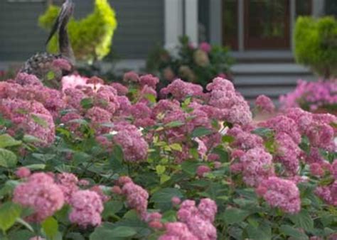 Browse our convenient collection to find all the shrubs and vines we offer for usda hardiness zone 5. 20+ Plants and Flowers to Include in Your Zone 5 Garden ...