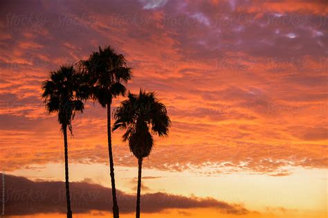 Palm Trees With Dramatic Sunset Sky Los Angeles Beach By Stocksy