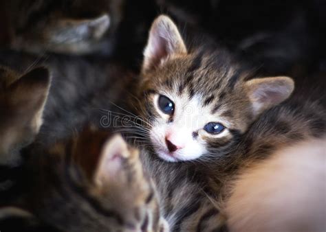 Two Cute Kittens Stock Photo Image Of Lying Parent 13462238