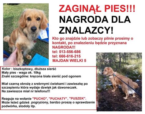 Ogłoszenia zaginione i znalezione psy. Zaginął pies!! Nagroda dla znalazcy! | Krasnobrodzkie ABC