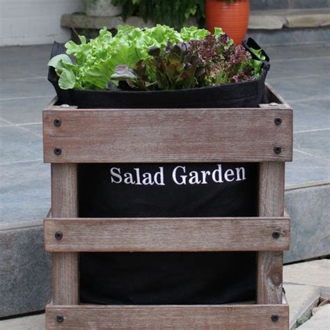 Looks Like This Salad Garden Needs A Trim Wonderful Container Salad