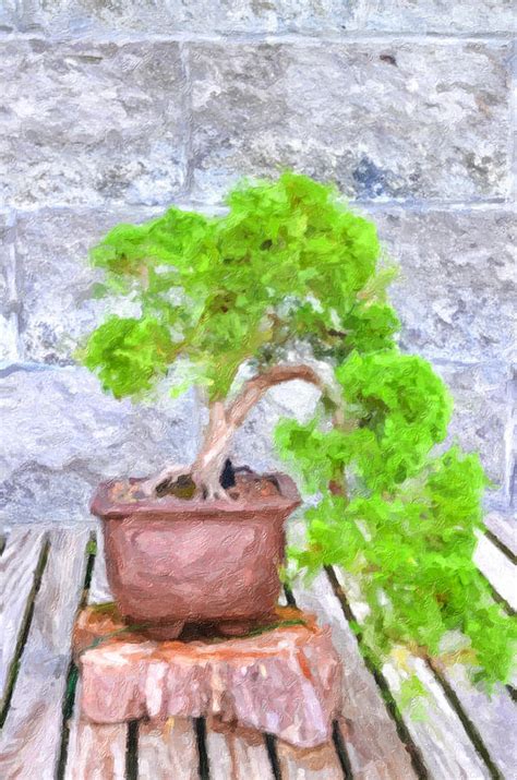 Bonsai Pine Tree Painting By Jeelan Clark Fine Art America