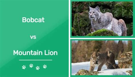 Bobcat Vs Mountain Lion Whats The Difference With Pictures Pet Keen