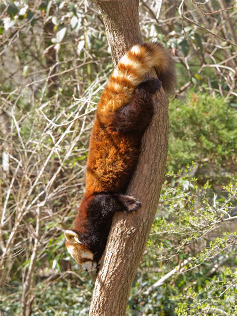 The red panda is a nocturnal and generally solitary animal with the exception of males and females coming together to the scientific name for the red panda is ailurus fulgens. Ailurus fulgens (Lesser panda) (Red panda)