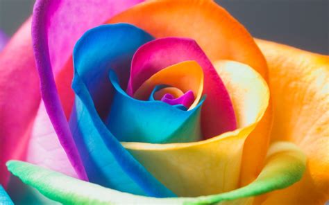 Rainbow Roses Wallpaper Images